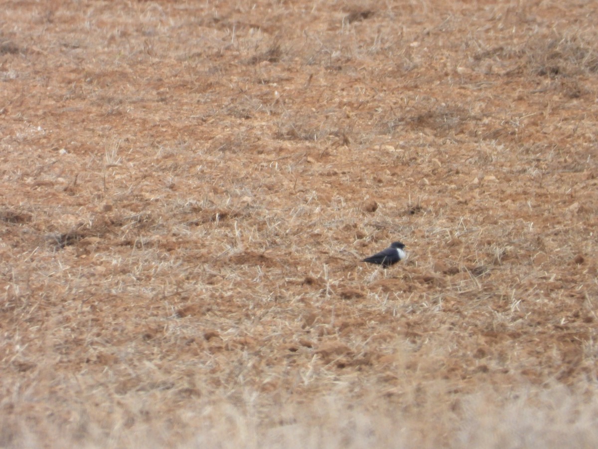 Spotless Starling - ML612632820