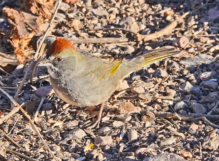 Green-tailed Towhee - ML612632838