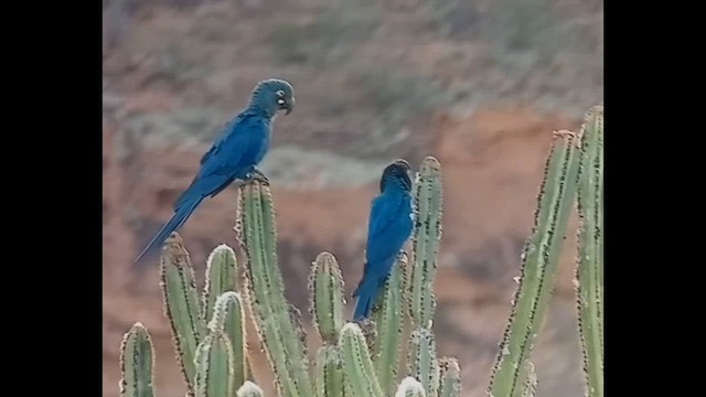 Indigo Macaw - ML612632873