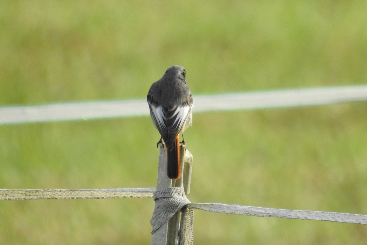 Black Redstart - ML612632877