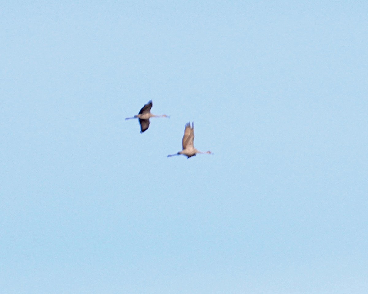 Sandhill Crane - ML612632880