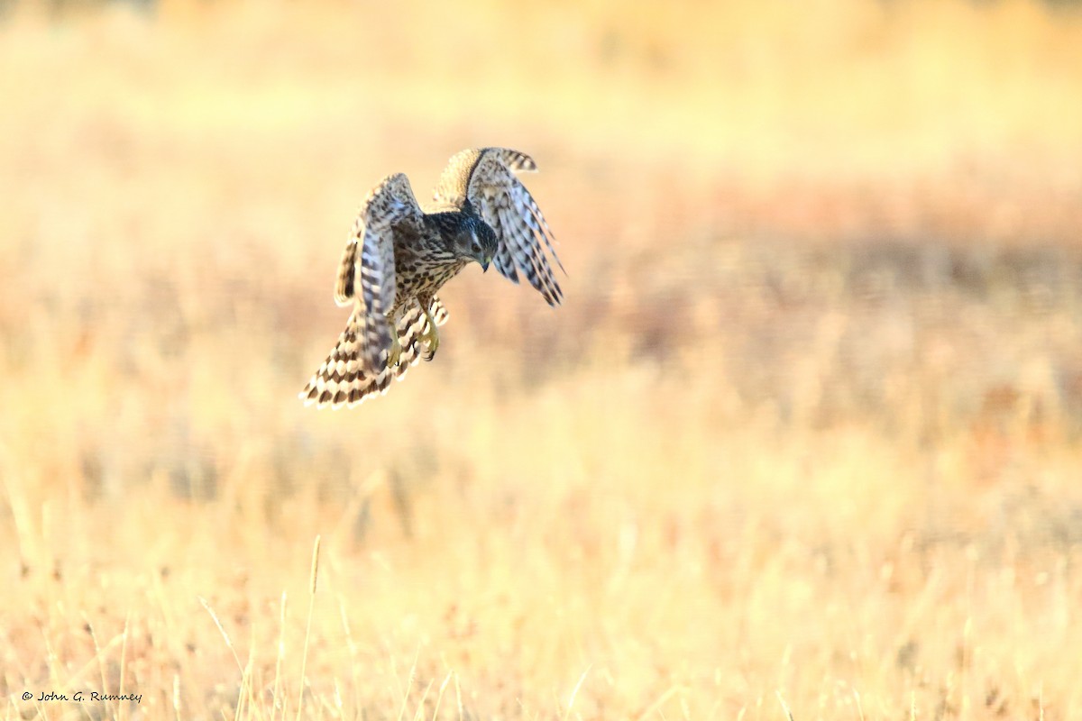 American Goshawk - ML612632894