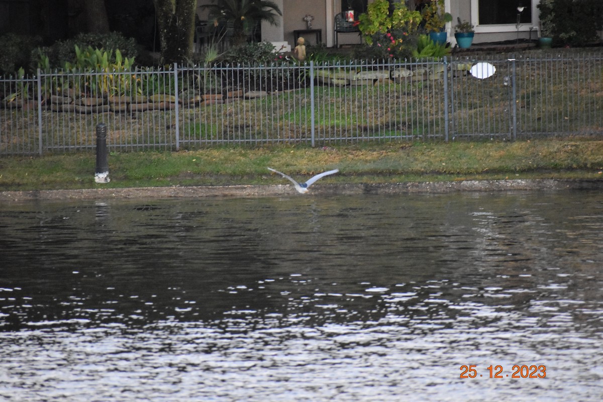 Black-crowned Night Heron - ML612632901