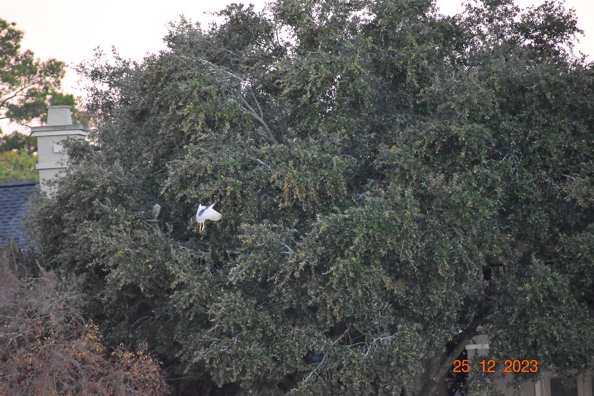 Black-crowned Night Heron - ML612632902