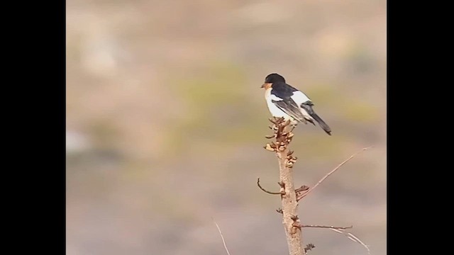 White-rumped Tanager - ML612632910