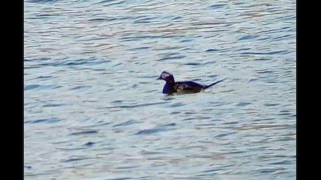 Long-tailed Duck - ML612632981