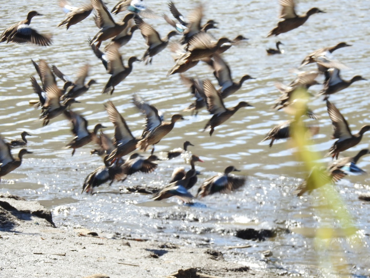 Blue-winged Teal - ML612632986