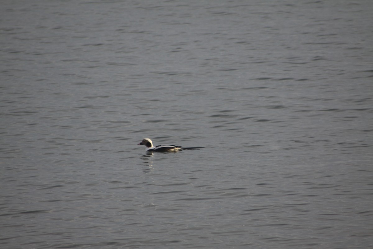 Long-tailed Duck - ML612633015