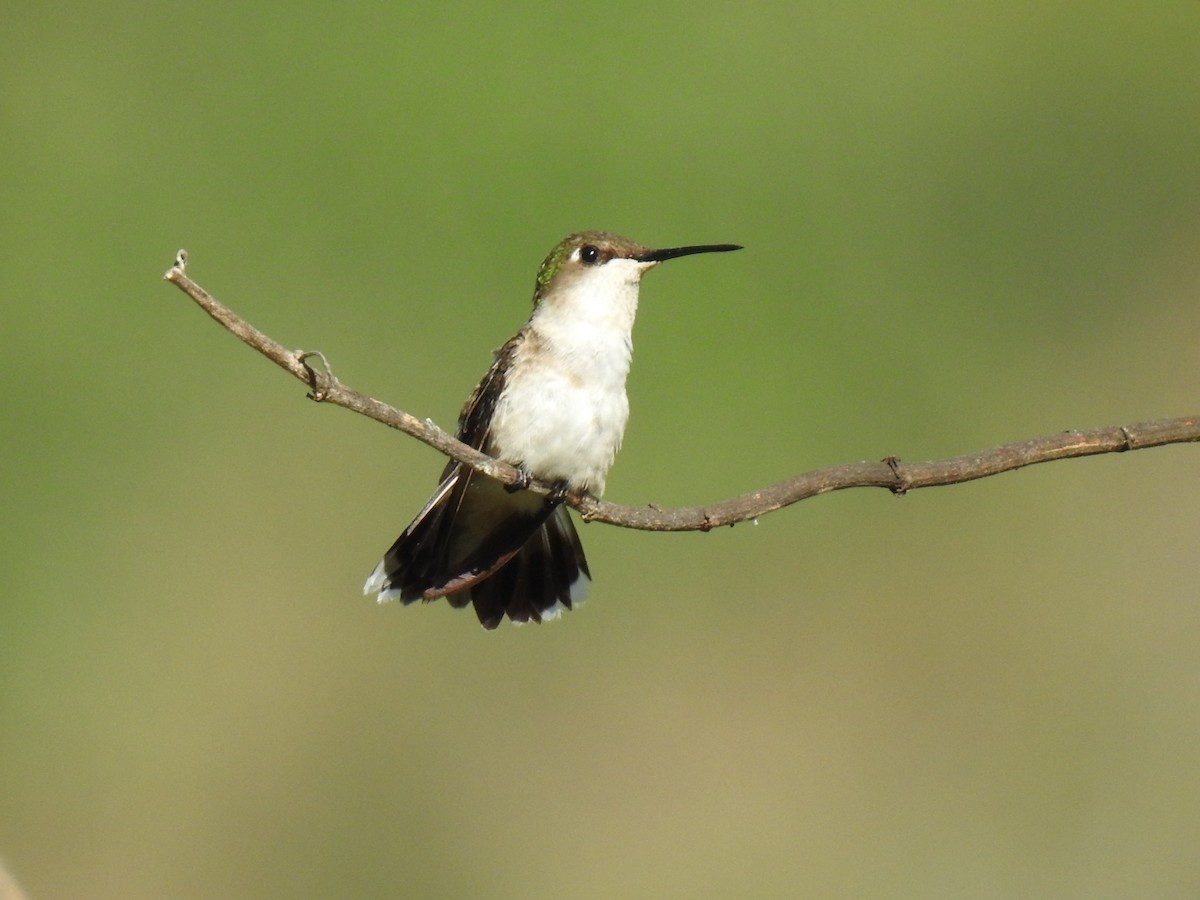 Colibrí Gorjirrubí - ML612633016