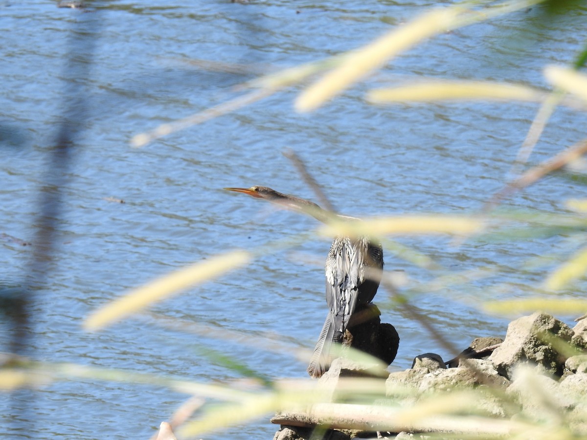 Anhinga Americana - ML612633023