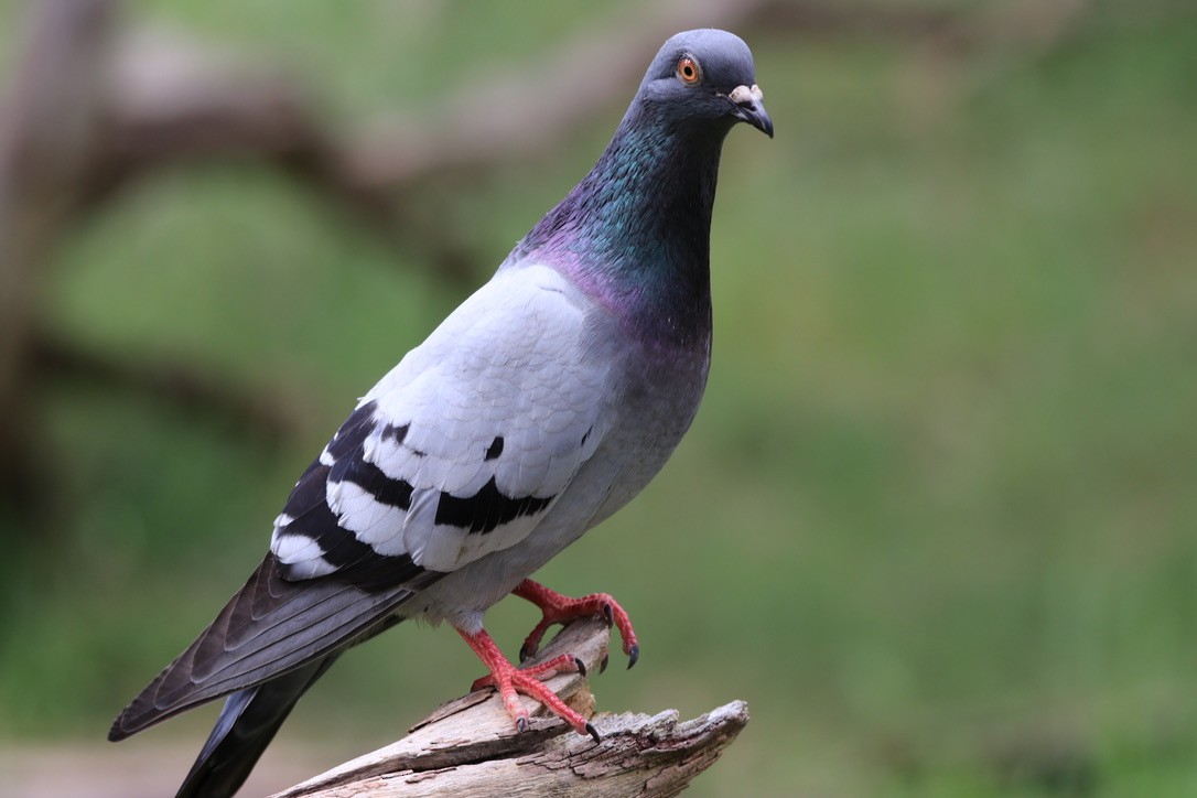 Rock Pigeon (Feral Pigeon) - ML612633029