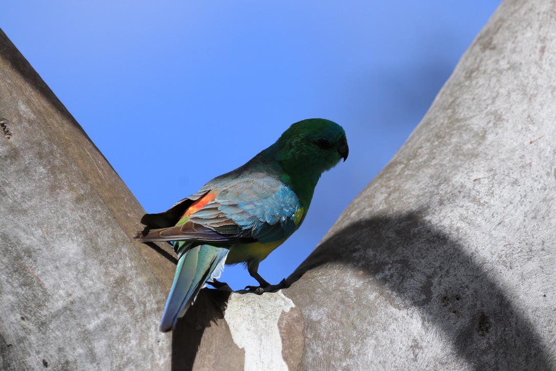 Red-rumped Parrot - ML612633047