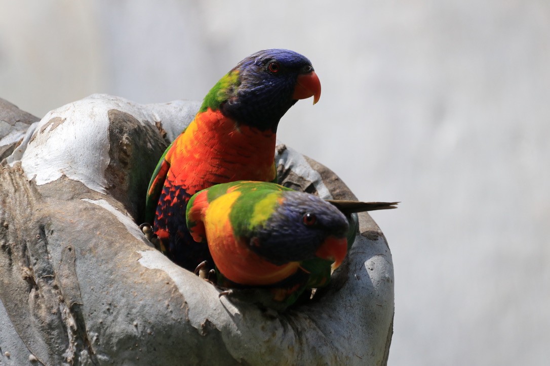 Rainbow Lorikeet - ML612633067