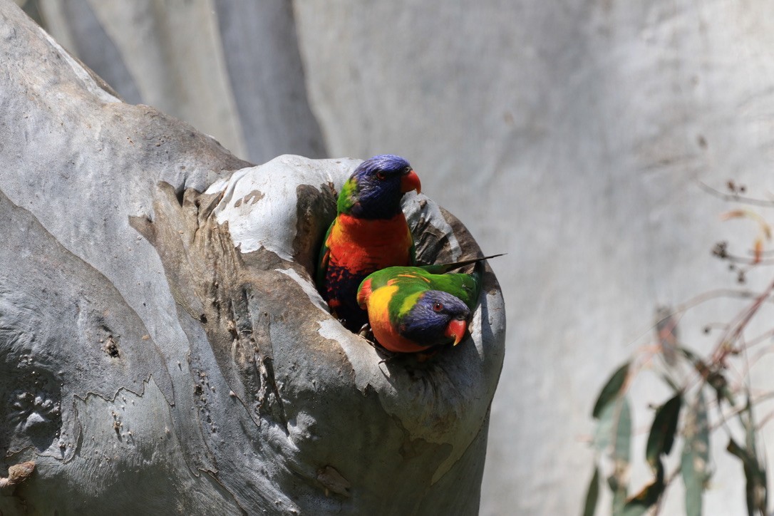 Rainbow Lorikeet - ML612633075