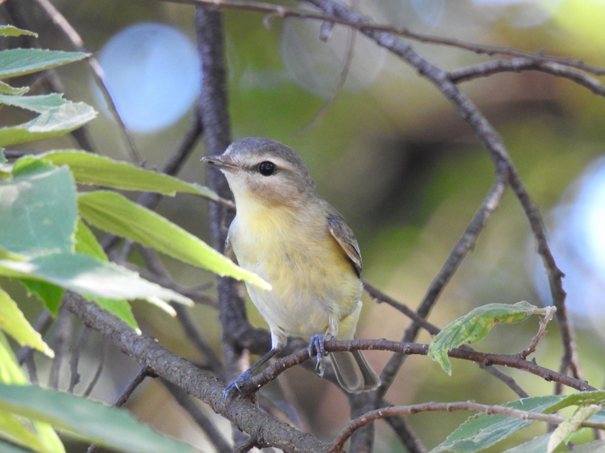 Philadelphia Vireo - ML612633081