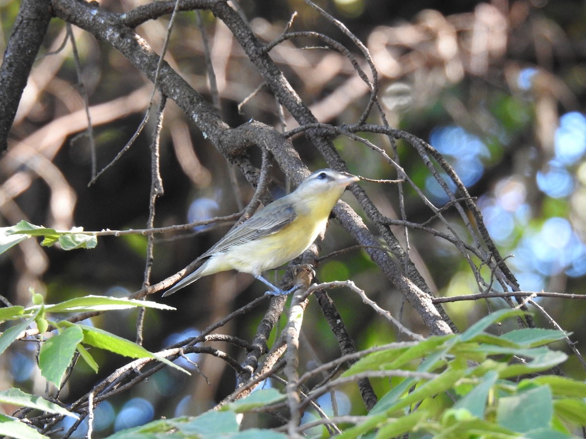 Philadelphia Vireo - ML612633082