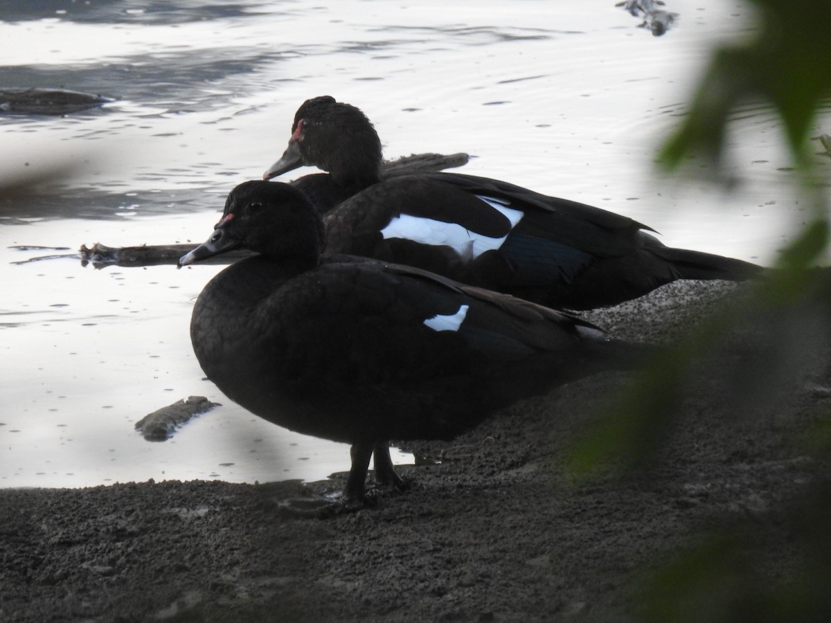 Muscovy Duck - ML612633083