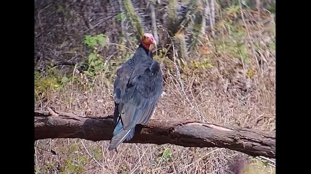 Lesser Yellow-headed Vulture - ML612633133