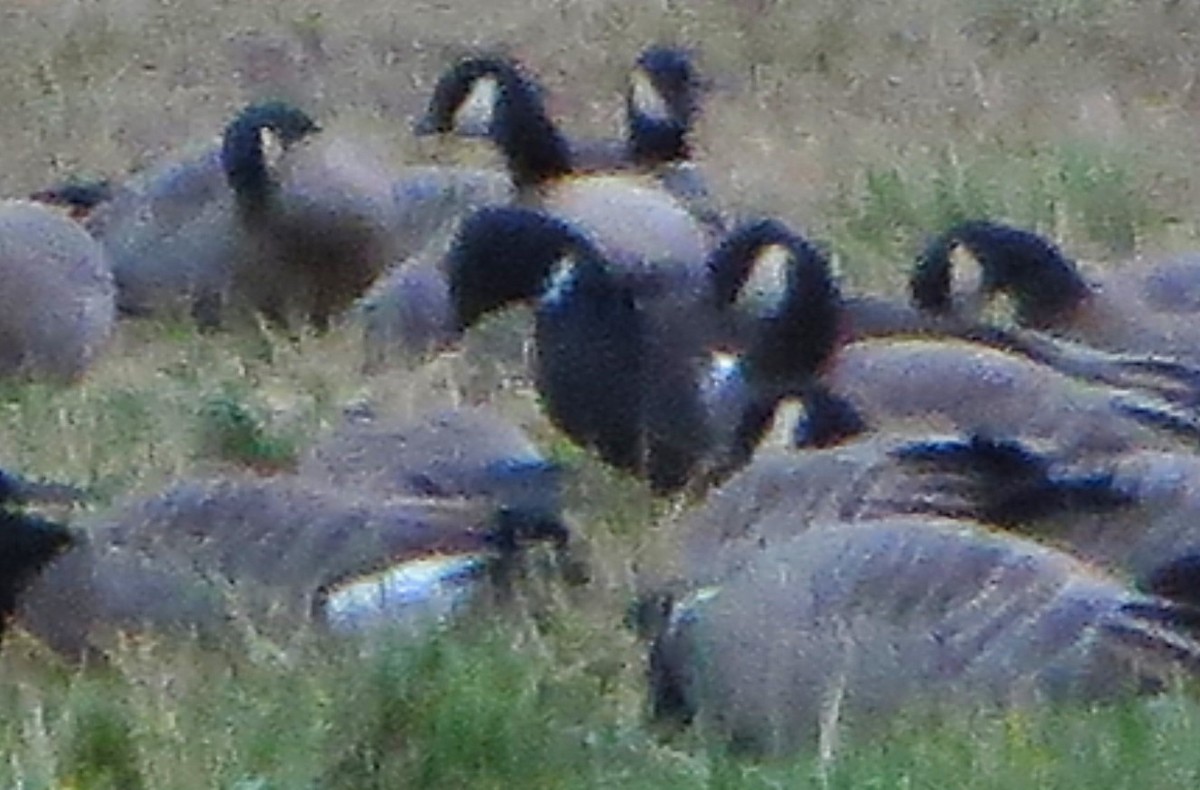 Brant - ML612633136