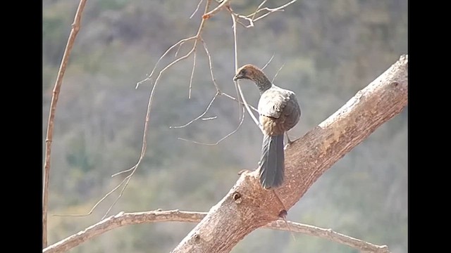 East Brazilian Chachalaca - ML612633145