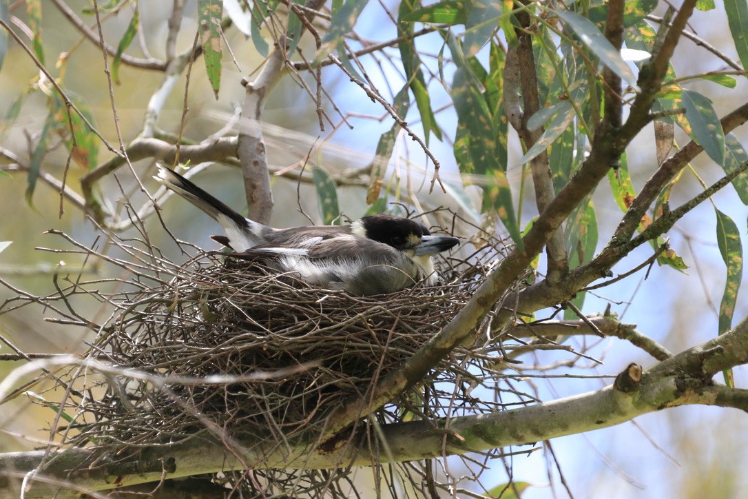 Gray Butcherbird - ML612633151