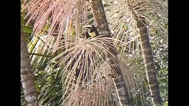 Black-necked Aracari - ML612633244