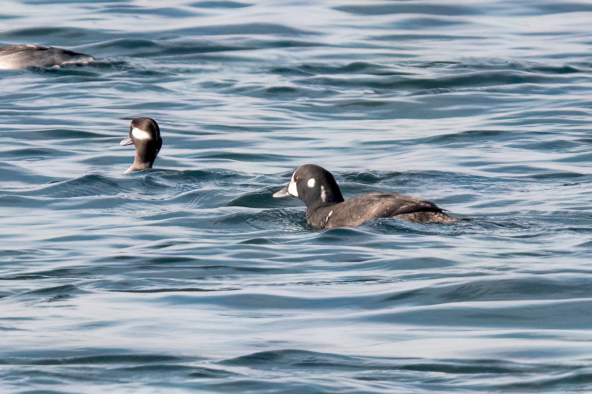 Harlequin Duck - Sue Barth