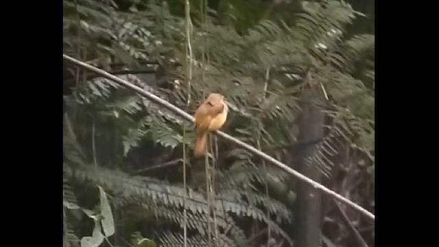 Atlantic Royal Flycatcher - ML612633333