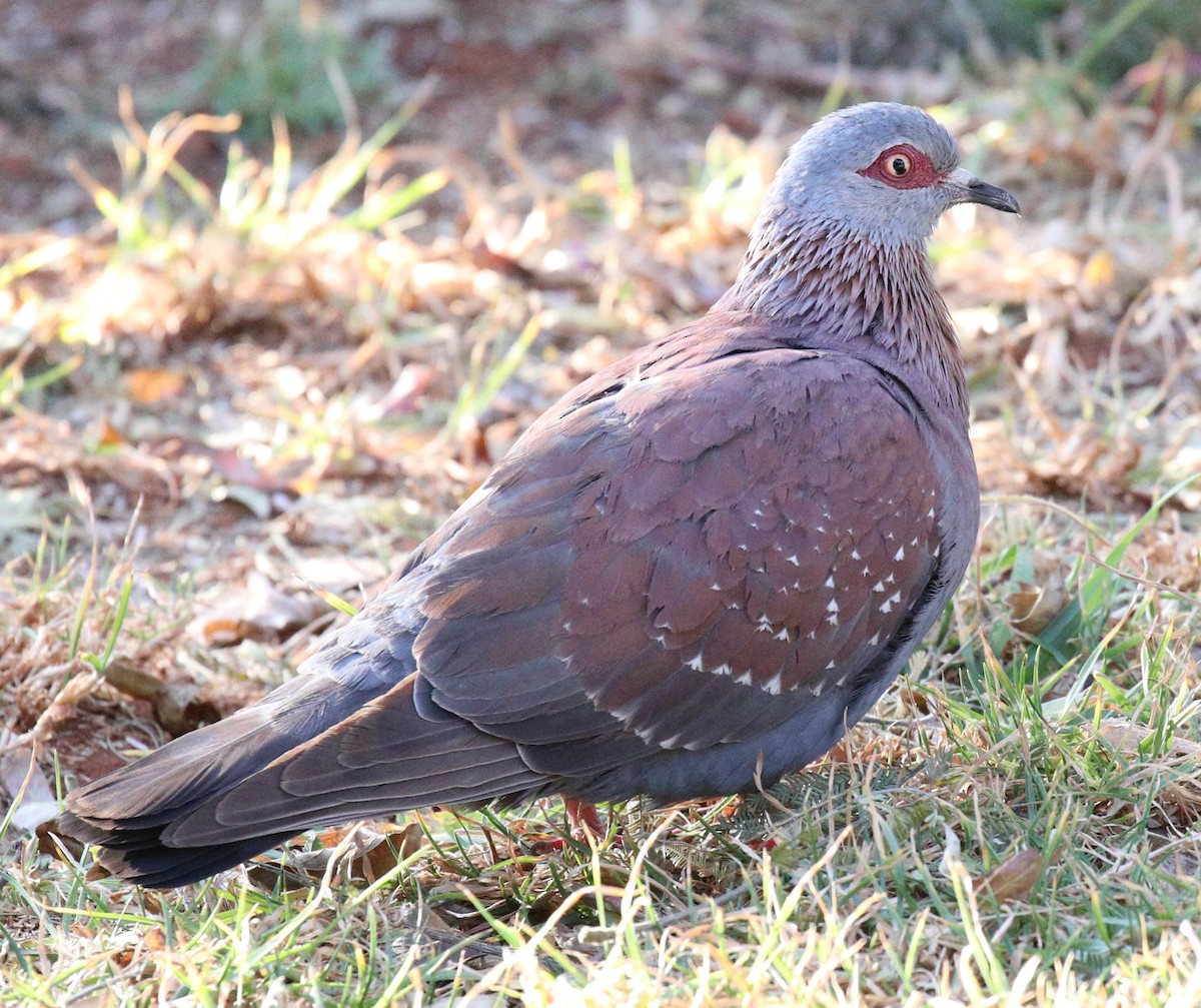 Speckled Pigeon - PJ B