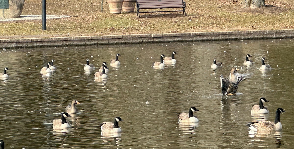 Greater White-fronted Goose - ML612633371