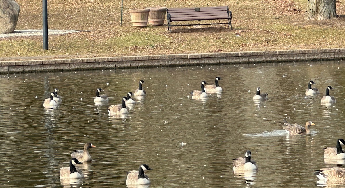 Greater White-fronted Goose - ML612633372