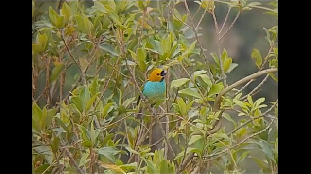 Gilt-edged Tanager - ML612633374