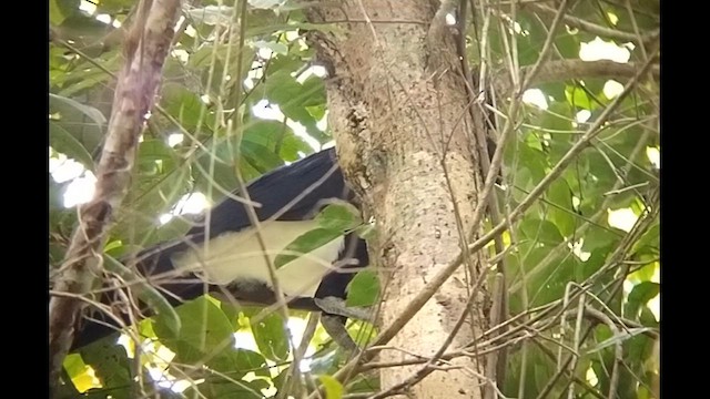 Red-billed Curassow - ML612633385