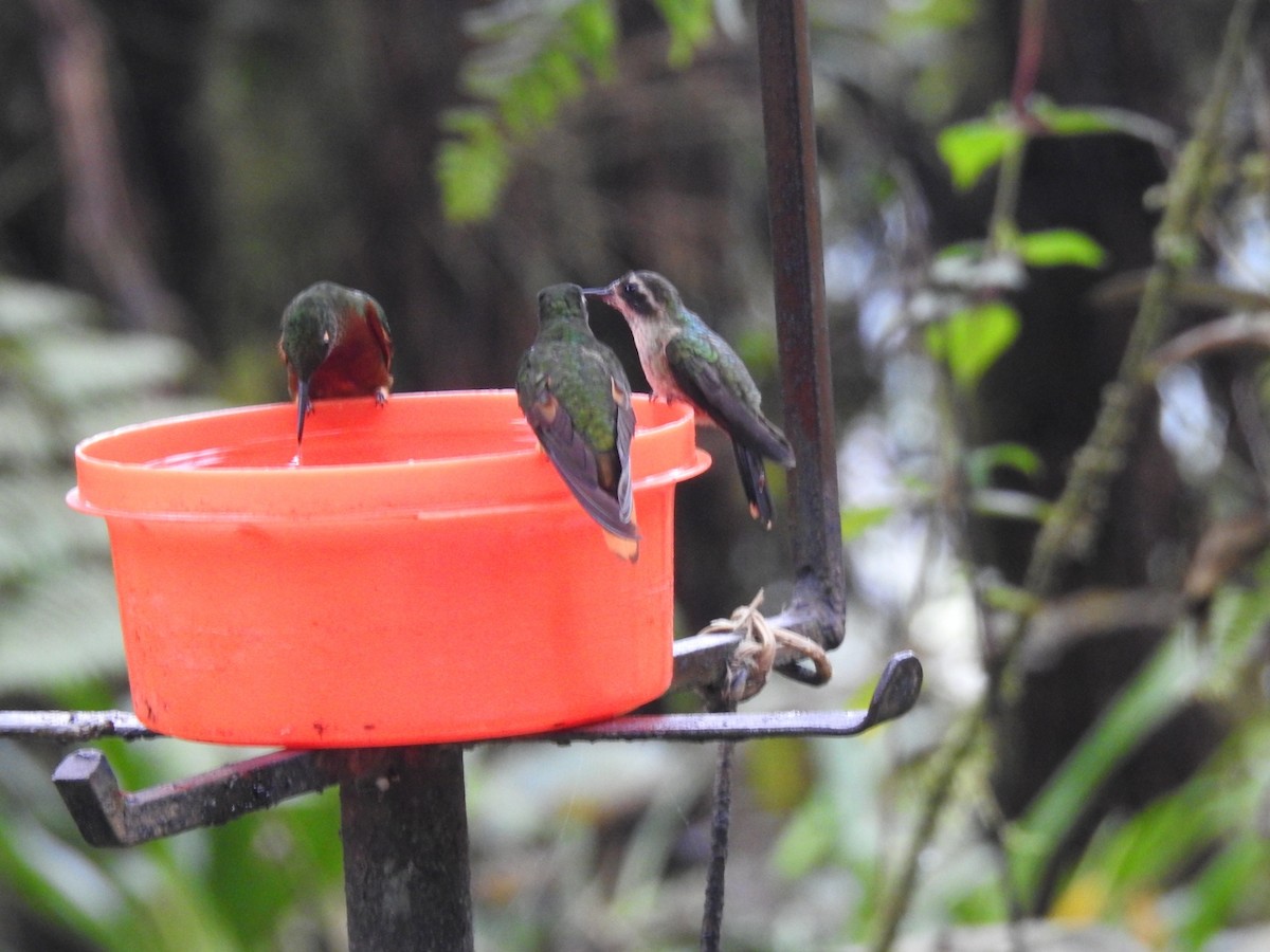 Speckled Hummingbird - ML612633402