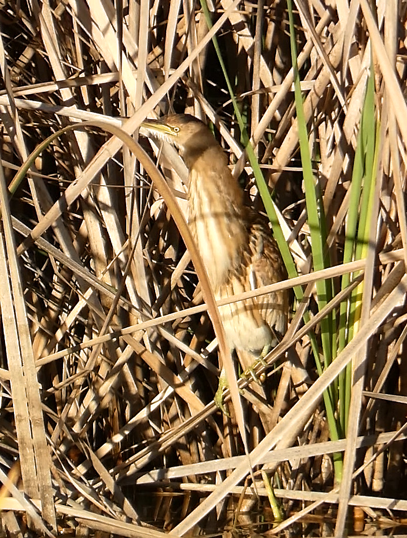 Little Bittern - ML612633444