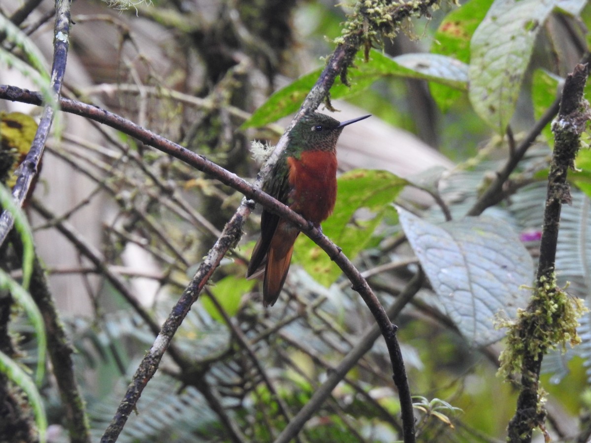 Chestnut-breasted Coronet - fabian castillo