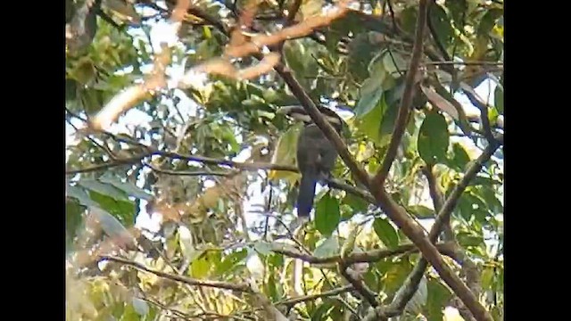 Toucanet de Gould - ML612633477