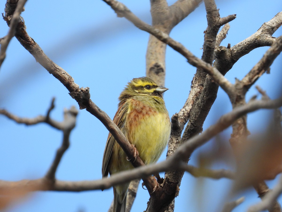Cirl Bunting - ML612633496