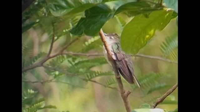 Colibrí de Bosque Seco - ML612633507