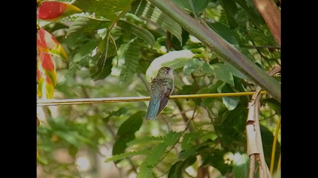 Colibrí de Bosque Seco - ML612633508