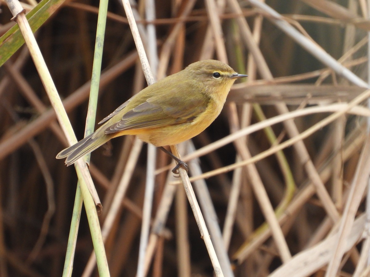 Common Chiffchaff - ML612633512
