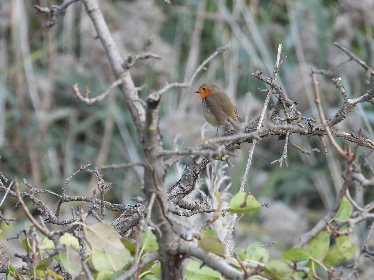 European Robin - ML612633515