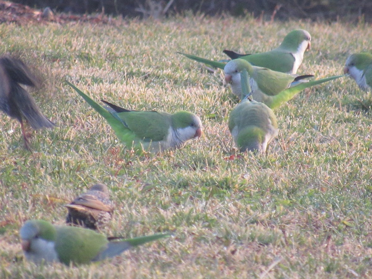 Monk Parakeet - ML612633535