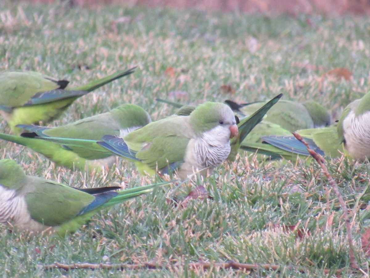 Monk Parakeet - John Coyle