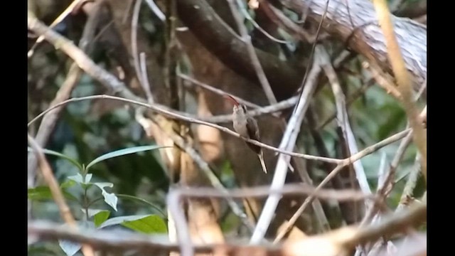 kolibřík dlouhozobý (ssp. margarettae) - ML612633547
