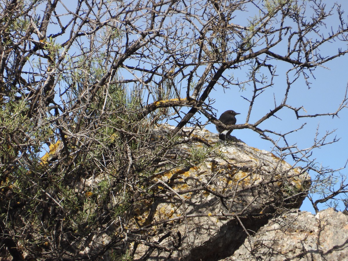 Black Wheatear - ML612633552