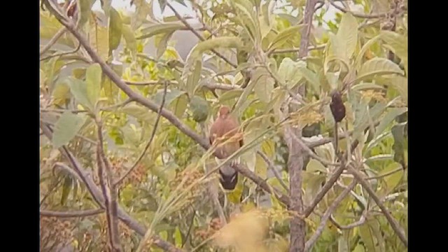 Blue-eyed Ground Dove - ML612633602