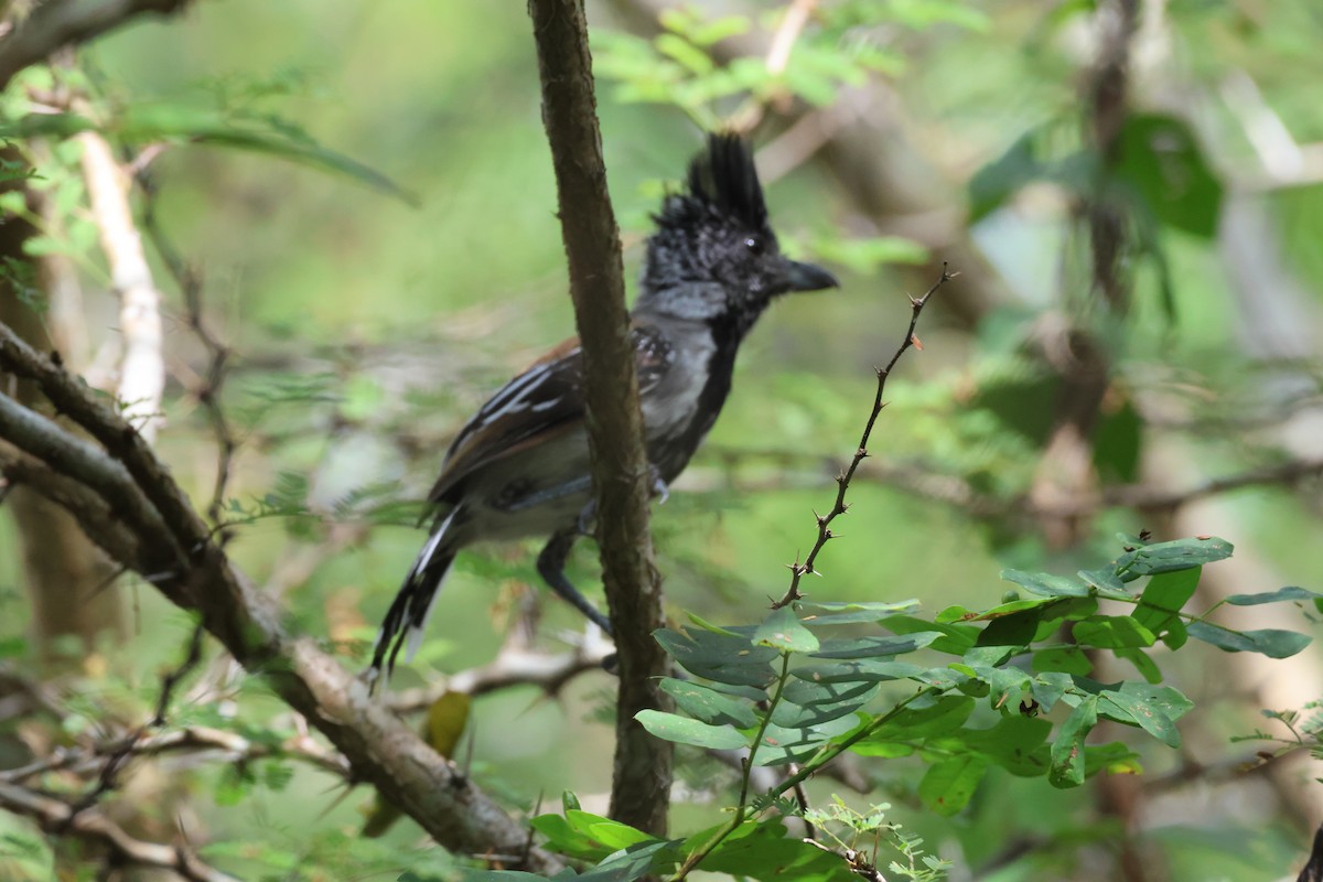 Black-crested Antshrike - Jorge Alcalá