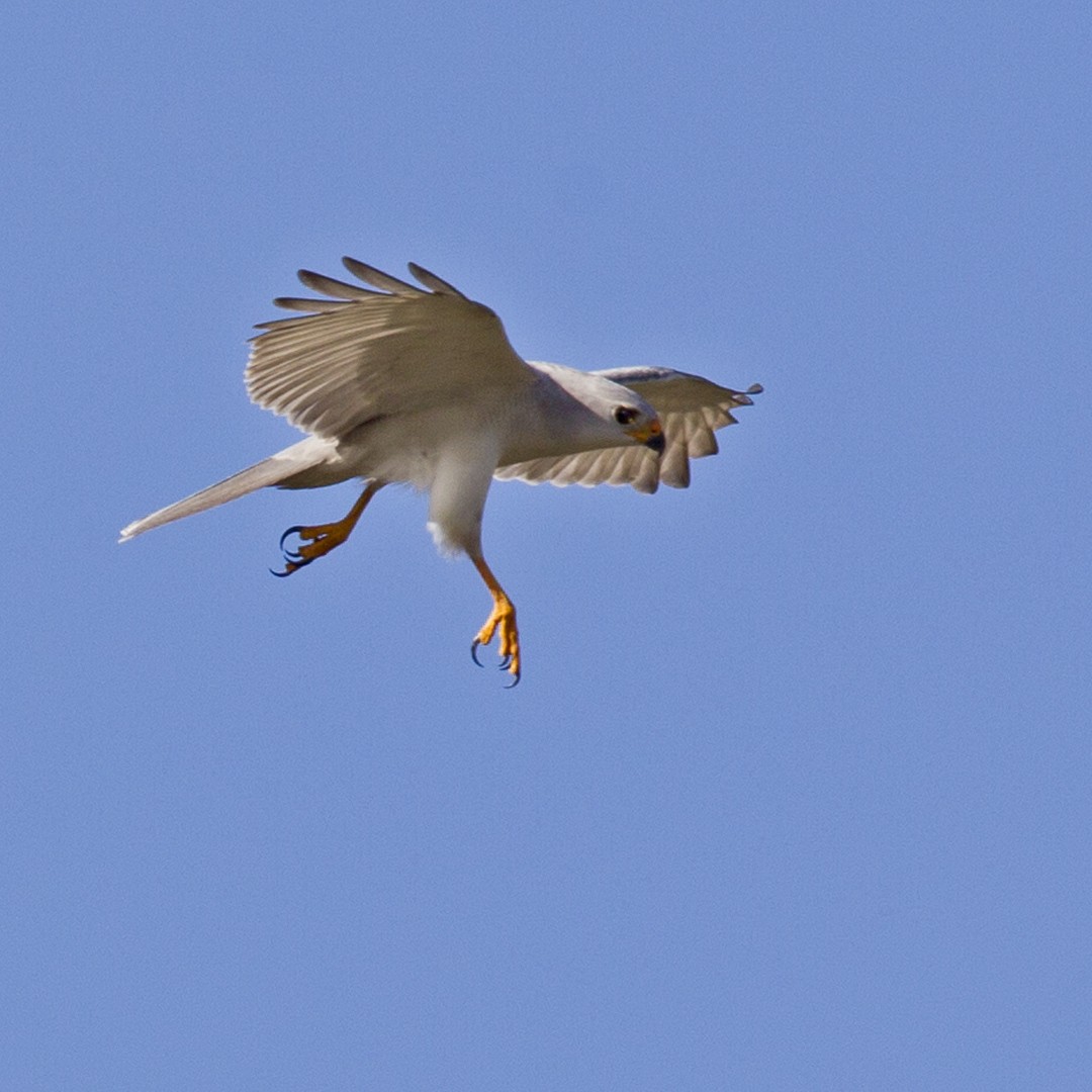 Gray Goshawk - ML61263361