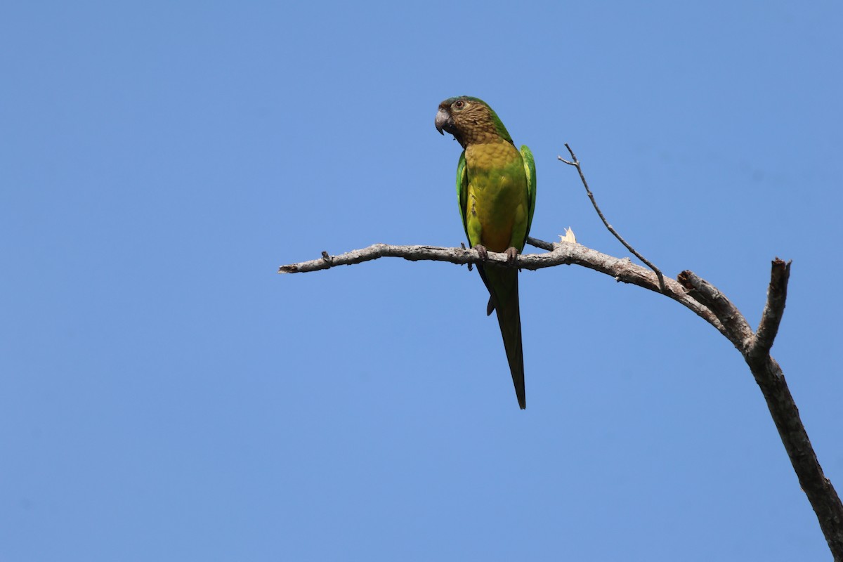 Aratinga Pertinaz - ML612633623